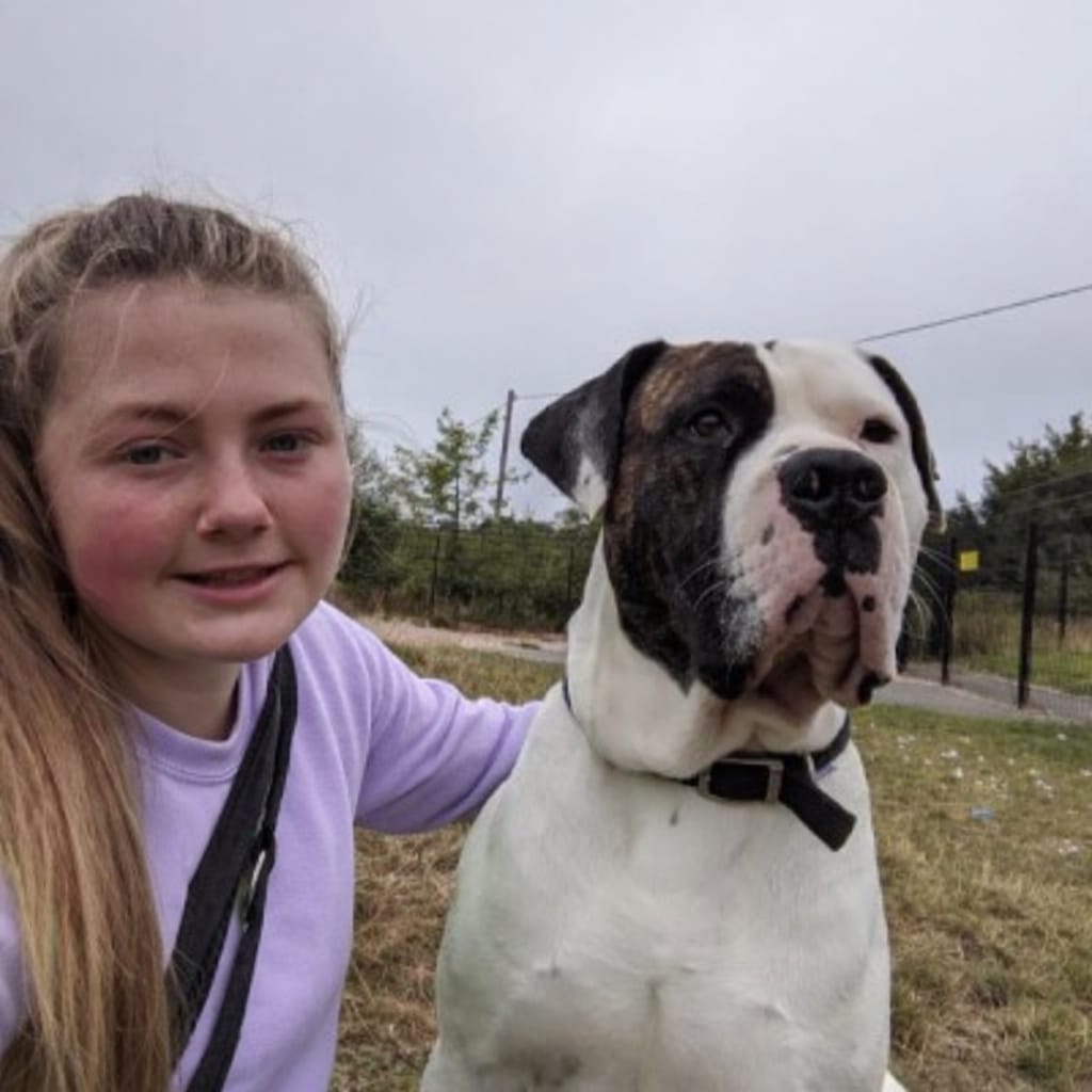 Expert dog behaviourist working with a dog - Positive, science-based training methods in Lancaster