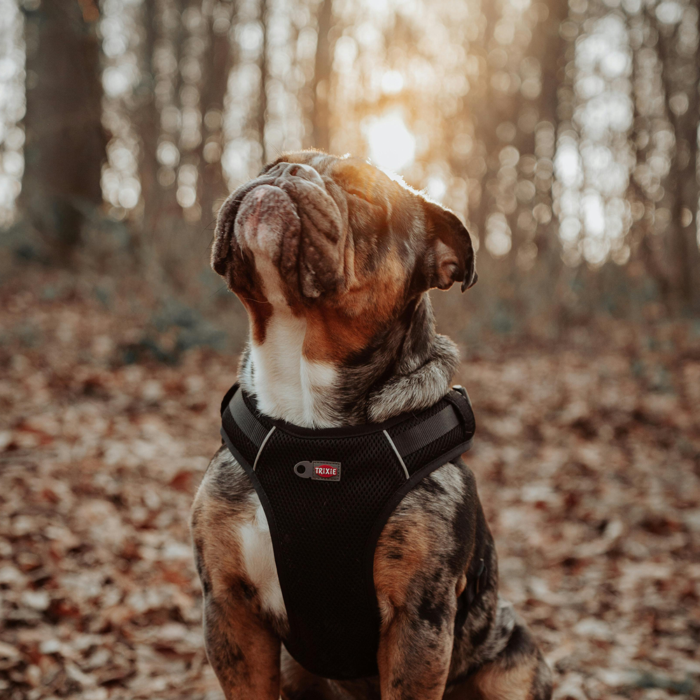Canine Behaviour Consultations in Lancaster - Expert dog behaviour assessment and training plans