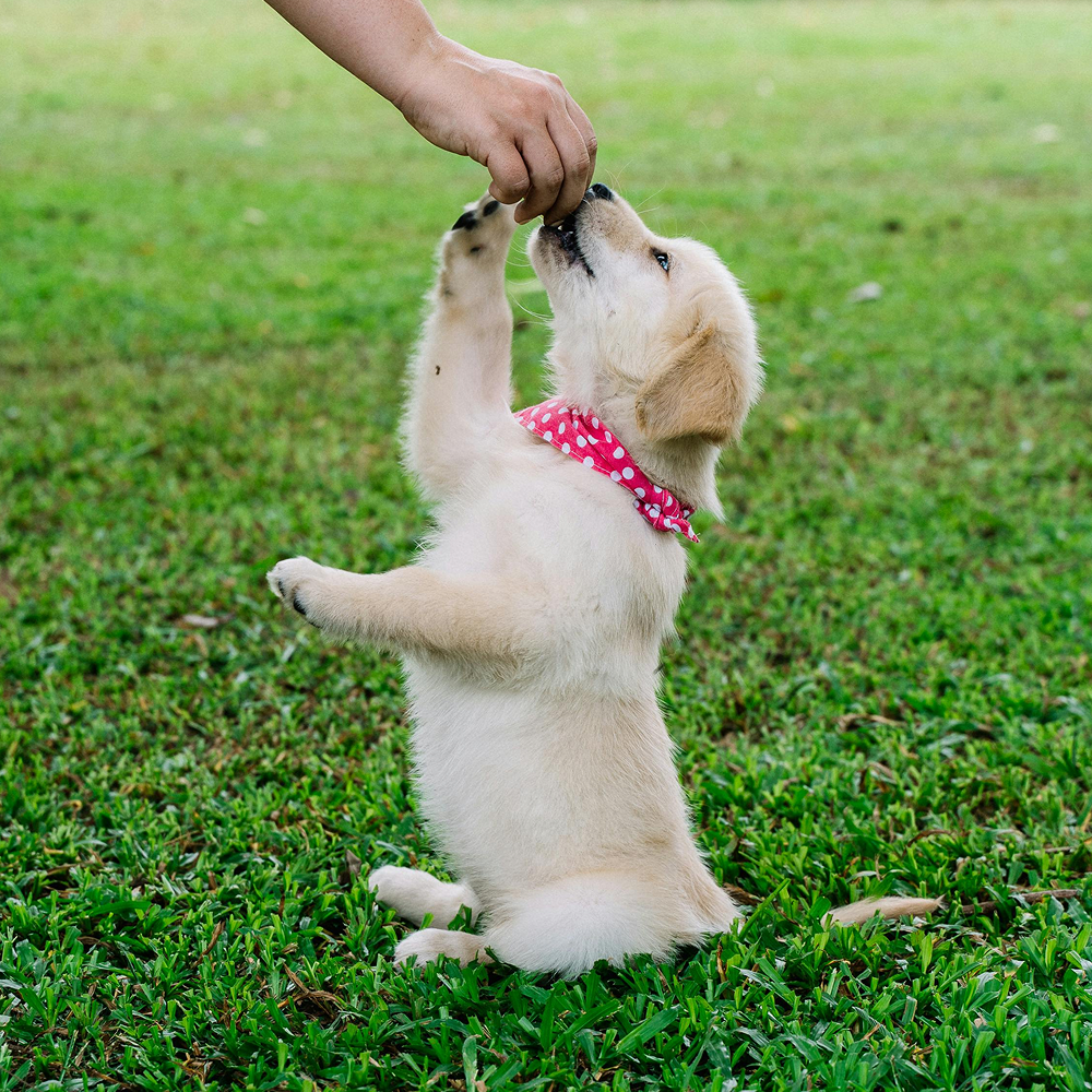 Puppy Training in Lancaster and Morecambe - Early socialisation and training for puppies