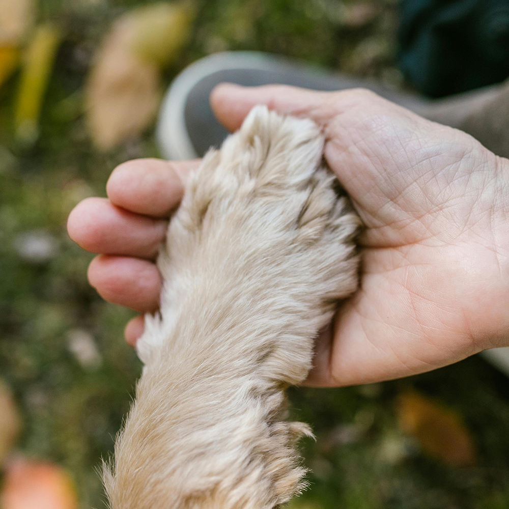 Ongoing Dog Training Support in Lancaster - Follow-up consultations and guidance